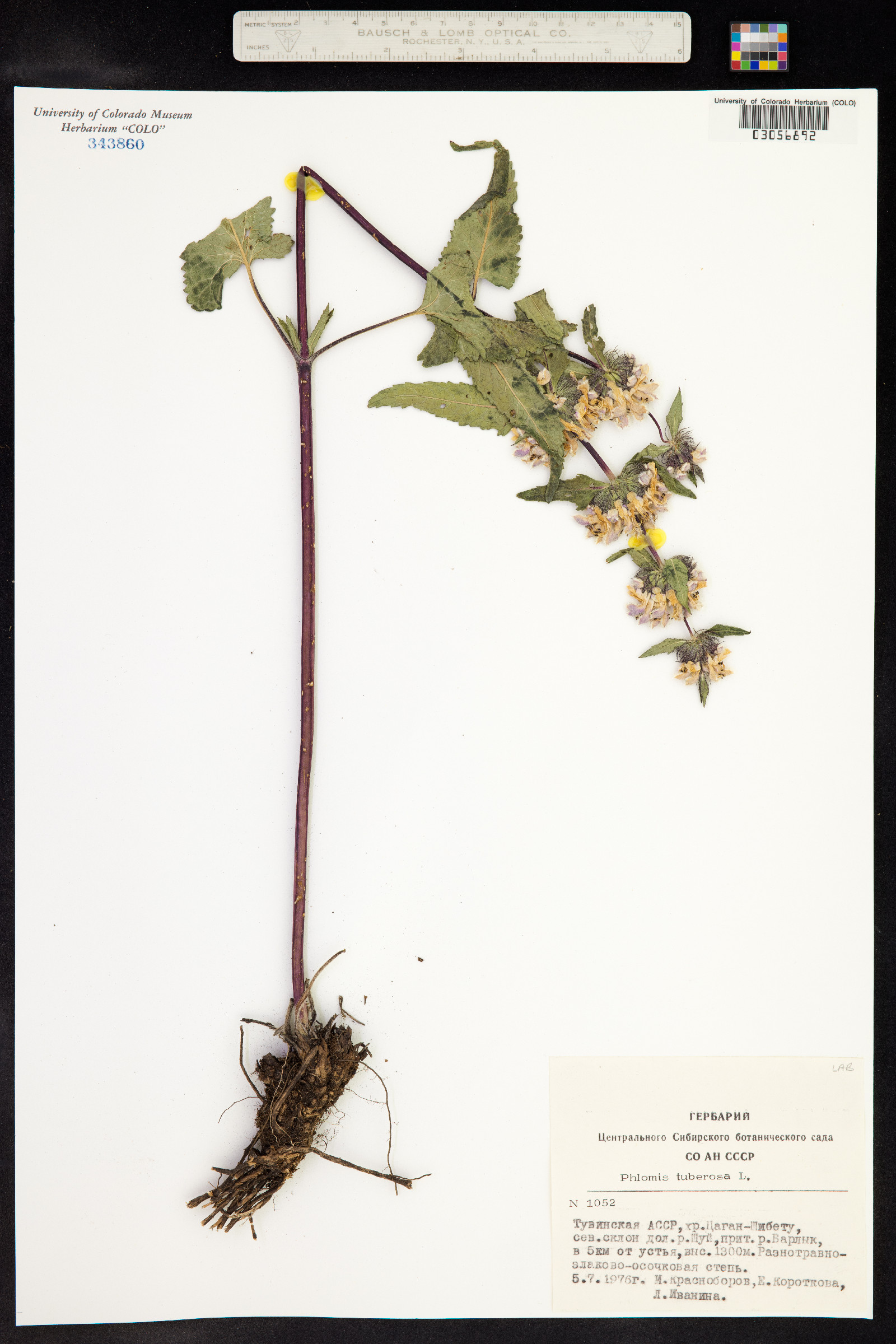 Phlomis tuberosa image
