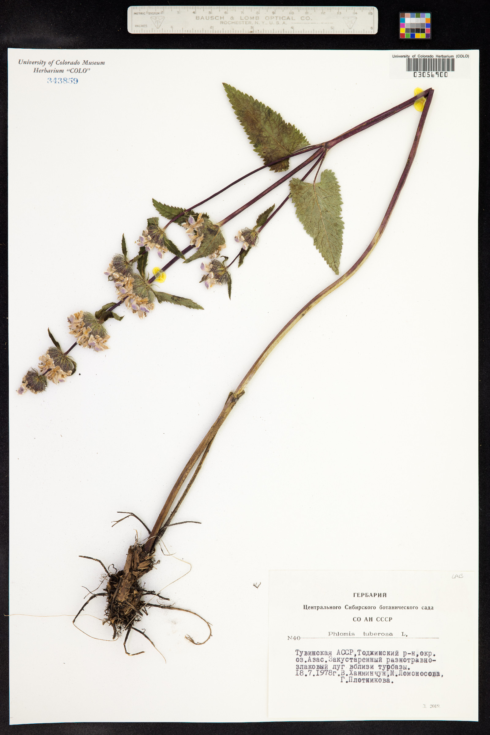 Phlomis tuberosa image