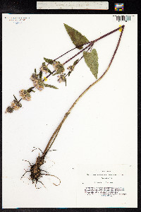 Phlomis tuberosa image