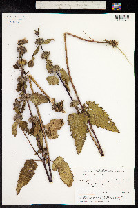 Phlomis tuberosa image