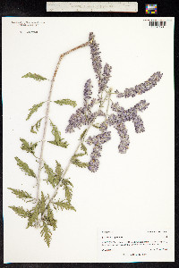 Perovskia atriplicifolia image