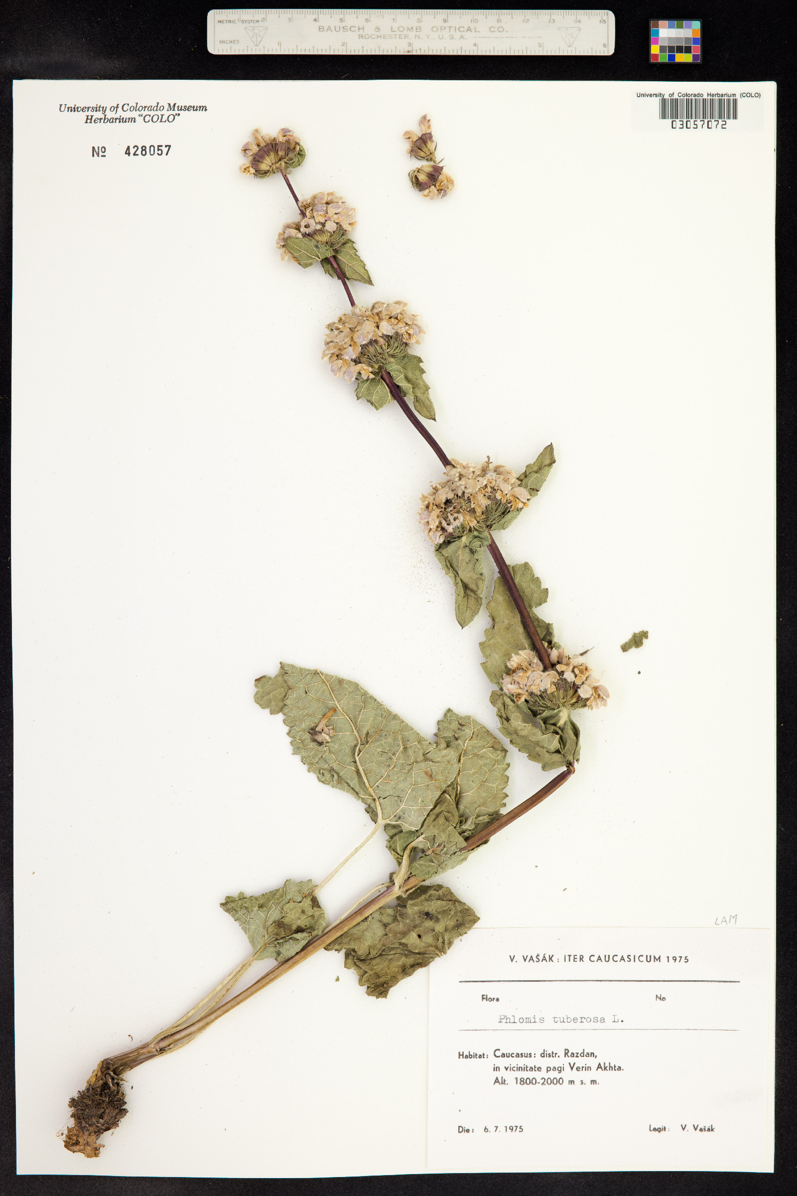 Phlomis tuberosa image