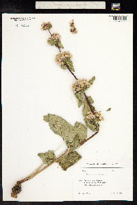 Phlomis tuberosa image