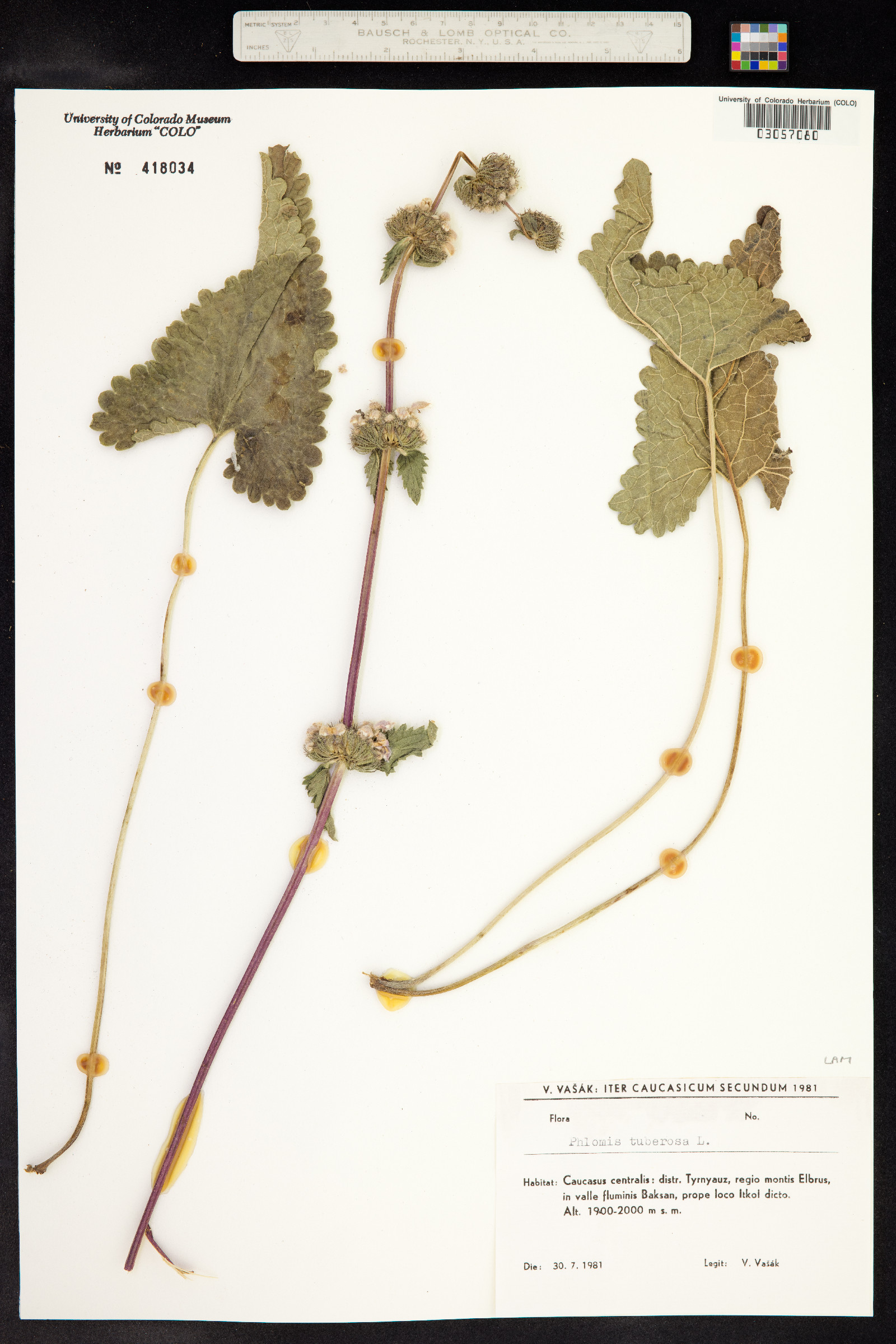 Phlomis tuberosa image