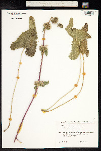 Phlomis tuberosa image