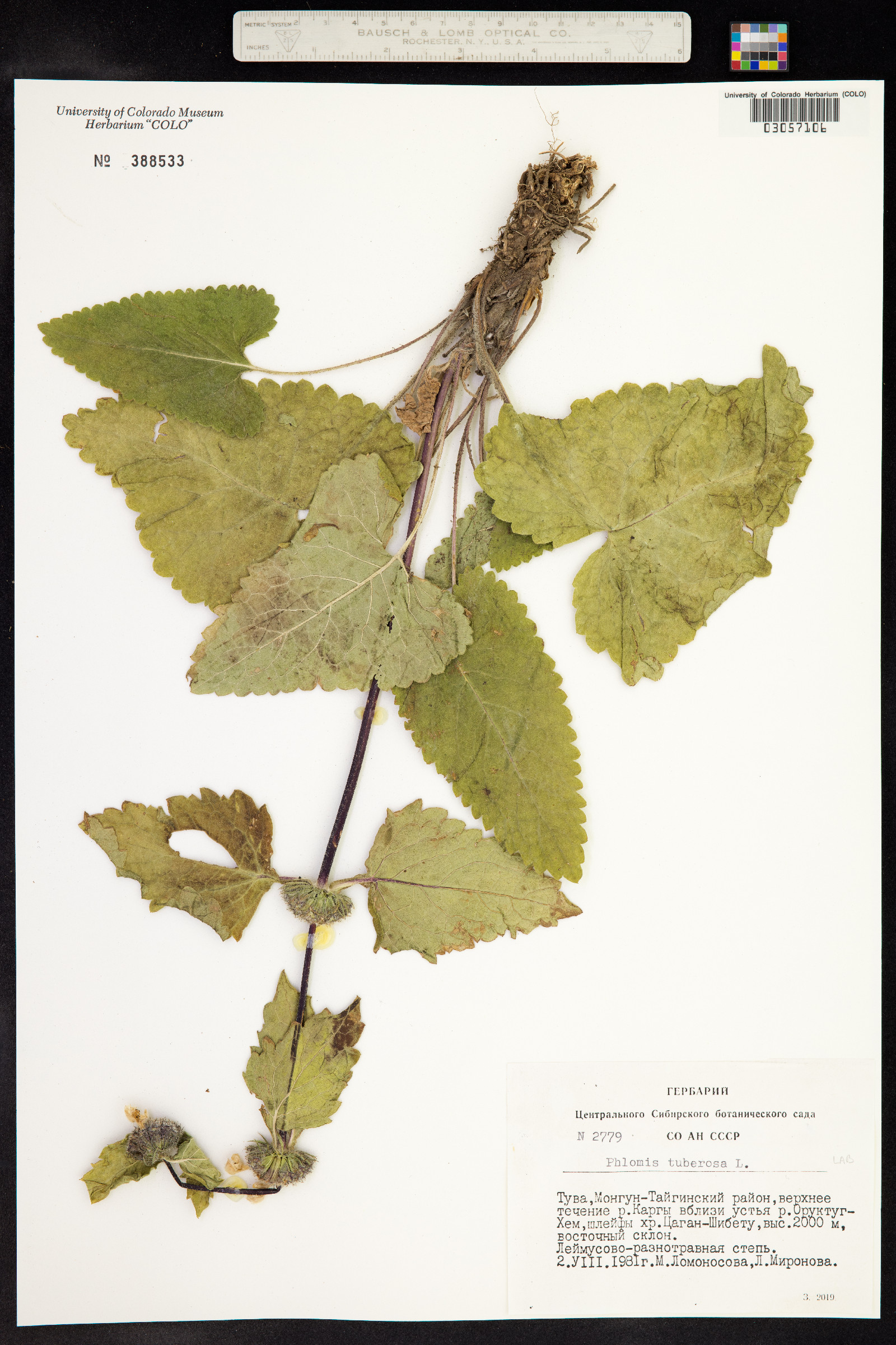 Phlomis tuberosa image