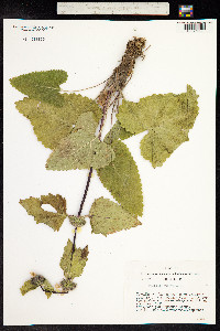 Phlomis tuberosa image
