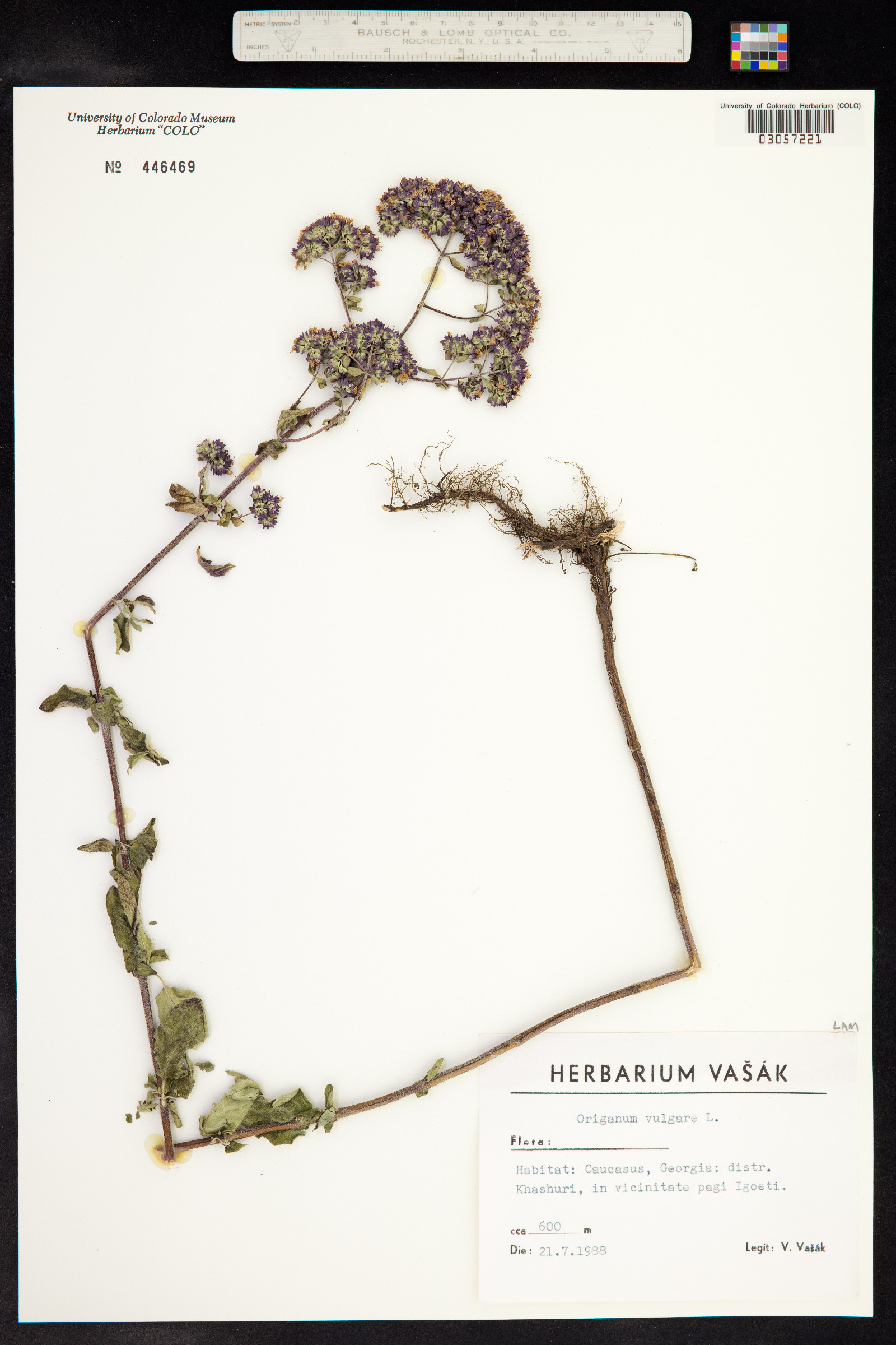 Origanum vulgare image