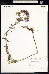 Origanum vulgare image
