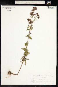 Origanum vulgare image
