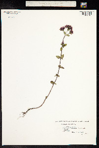 Origanum vulgare image
