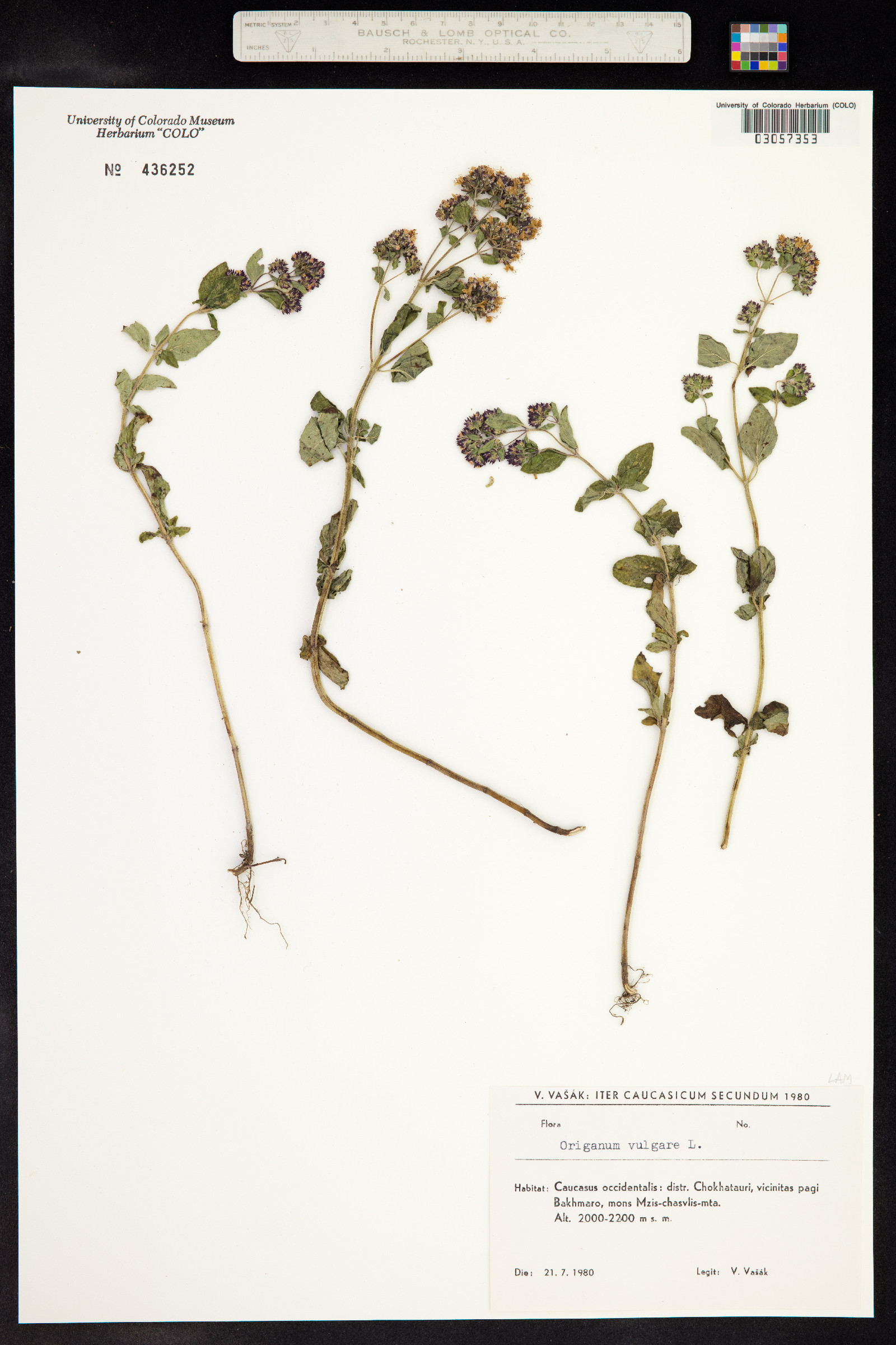 Origanum image