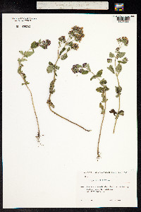Origanum vulgare image