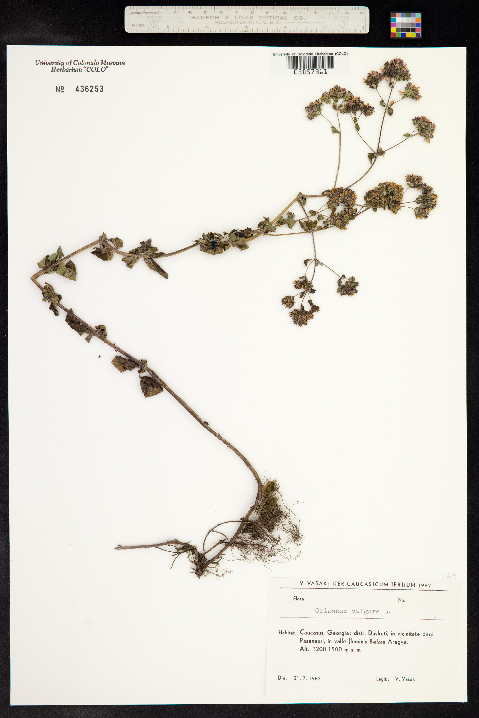 Origanum vulgare image