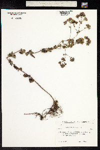 Origanum vulgare image