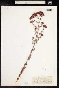 Origanum vulgare image