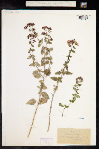 Origanum vulgare image