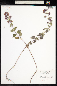 Origanum vulgare image