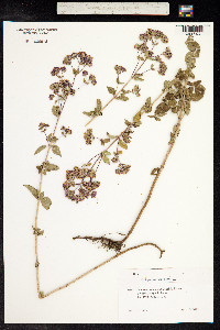 Origanum vulgare image
