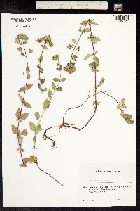 Origanum vulgare image