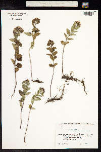 Origanum vulgare image