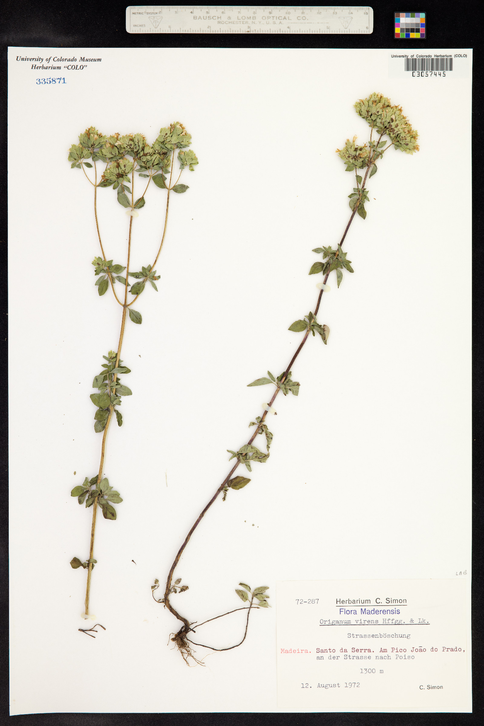 Origanum virens image