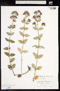 Origanum vulgare image
