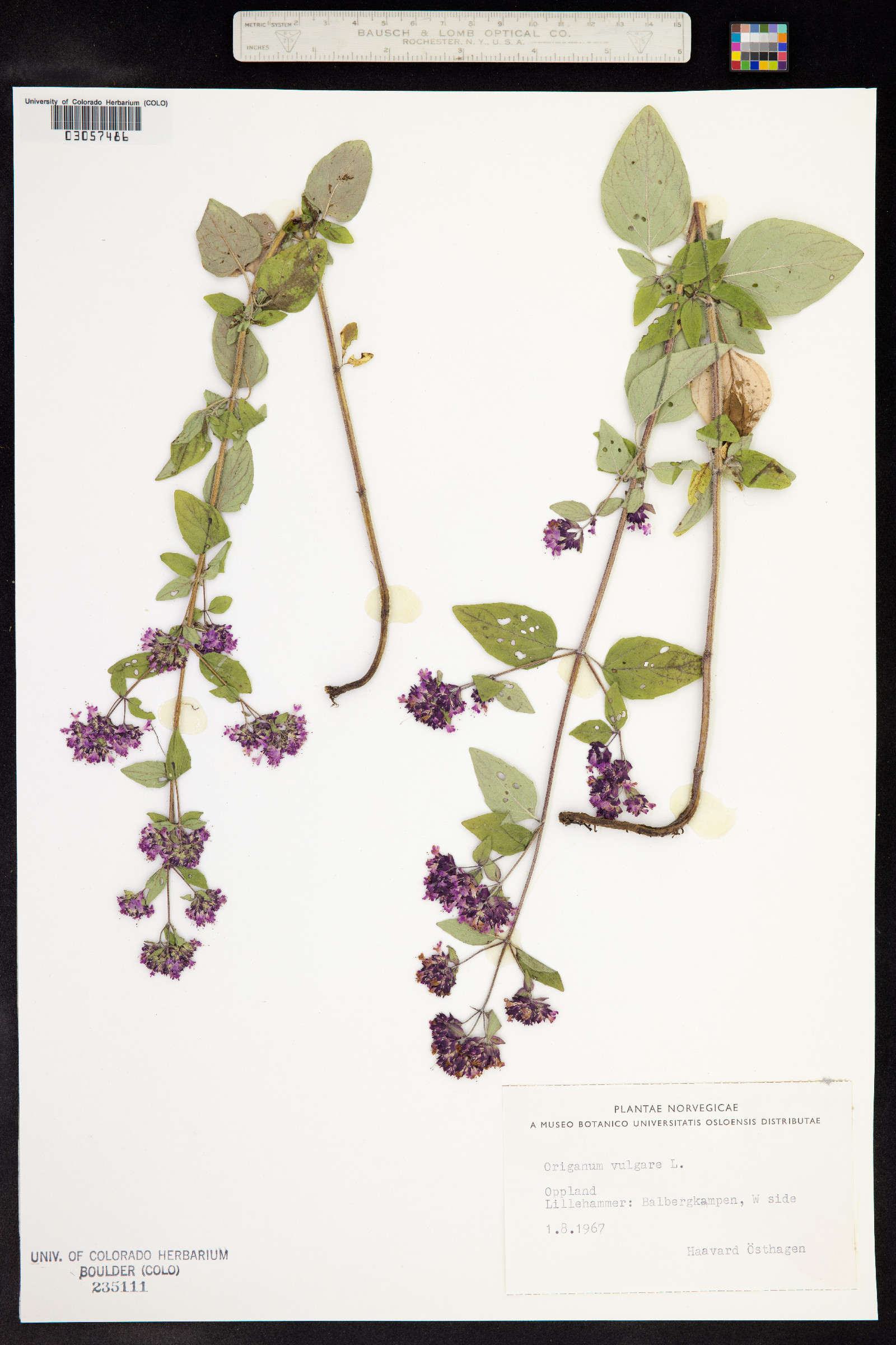 Origanum vulgare image