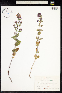Origanum vulgare image