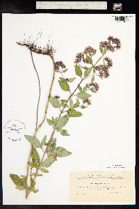 Origanum vulgare image
