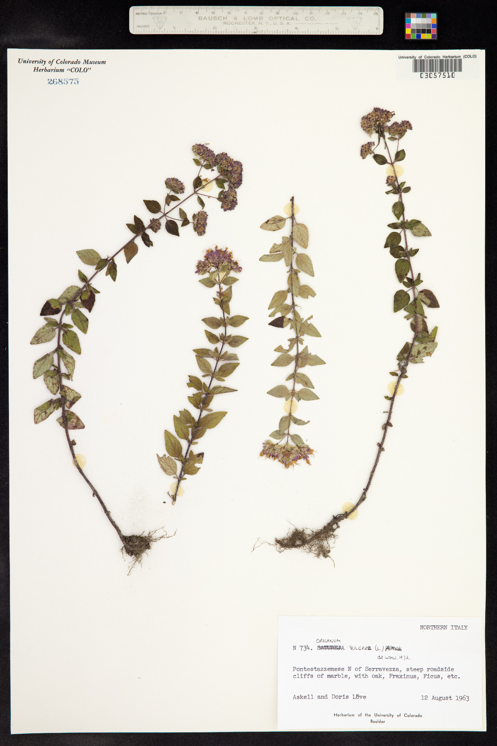 Origanum vulgare image