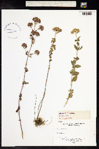 Origanum vulgare image