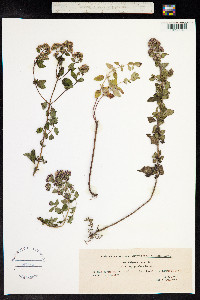 Origanum vulgare image