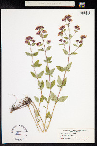 Origanum vulgare image