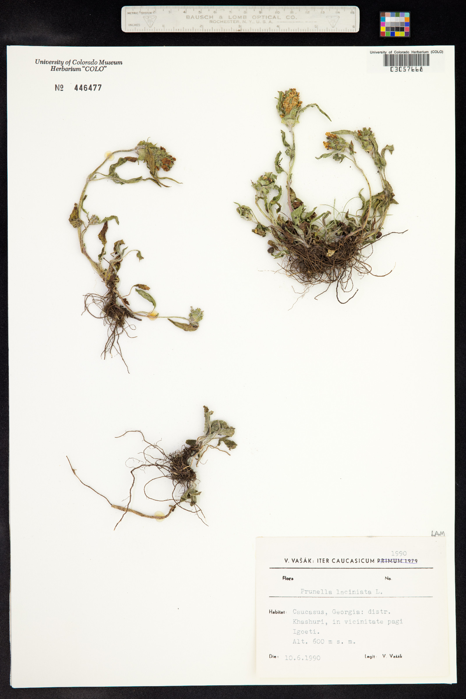 Prunella laciniata image