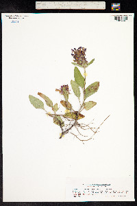 Prunella grandiflora image