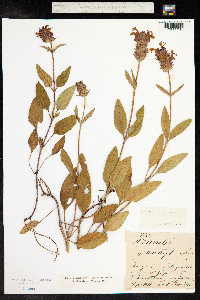 Prunella grandiflora image