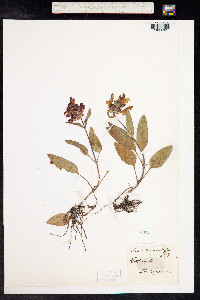 Prunella grandiflora image