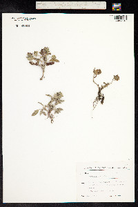 Prunella laciniata image