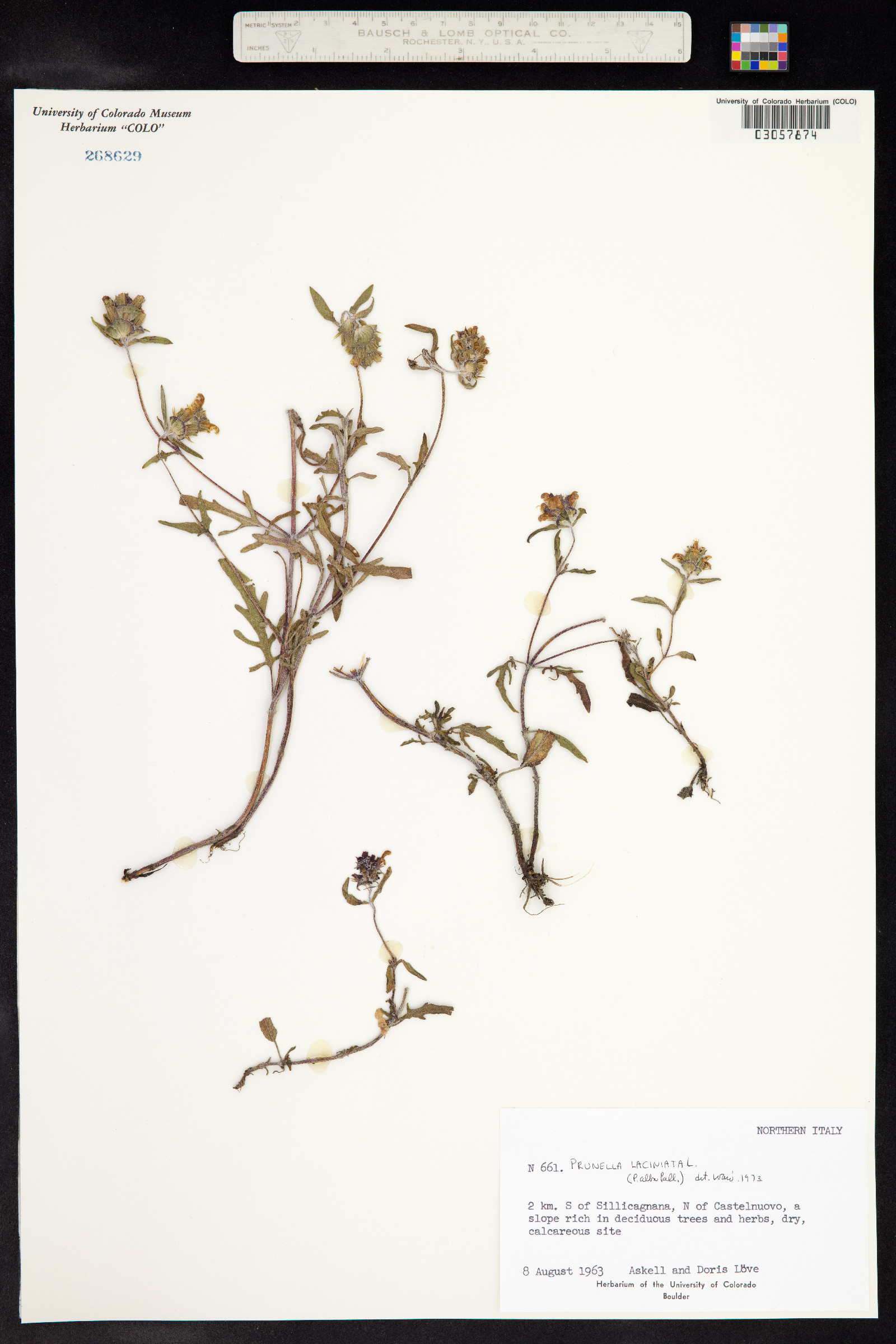 Prunella laciniata image