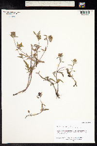 Prunella laciniata image