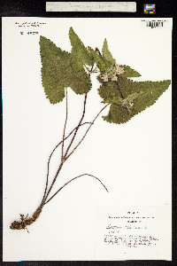 Phlomis tuberosa image