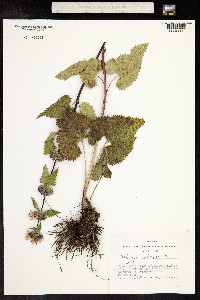 Phlomis tuberosa image