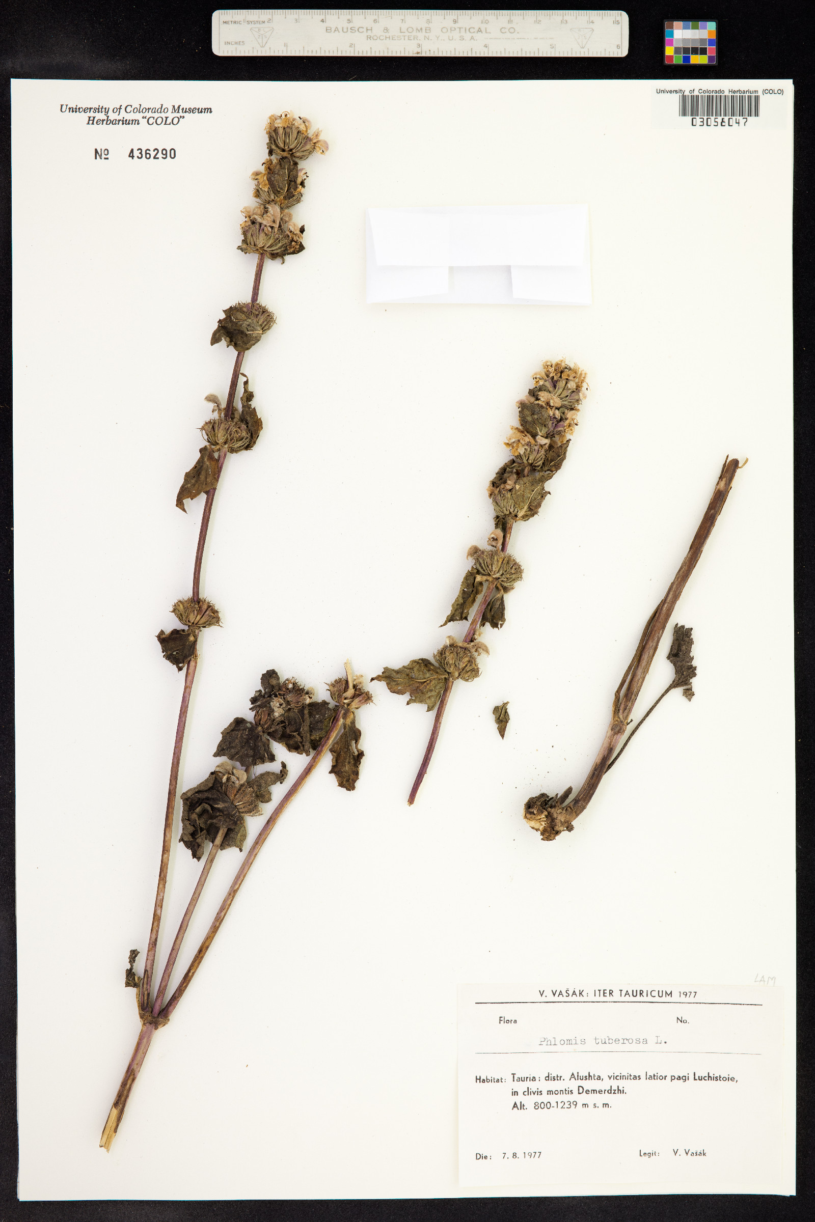 Phlomis image
