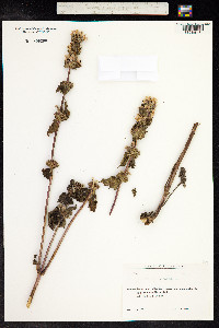 Phlomis tuberosa image