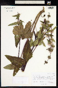 Phlomis tuberosa image