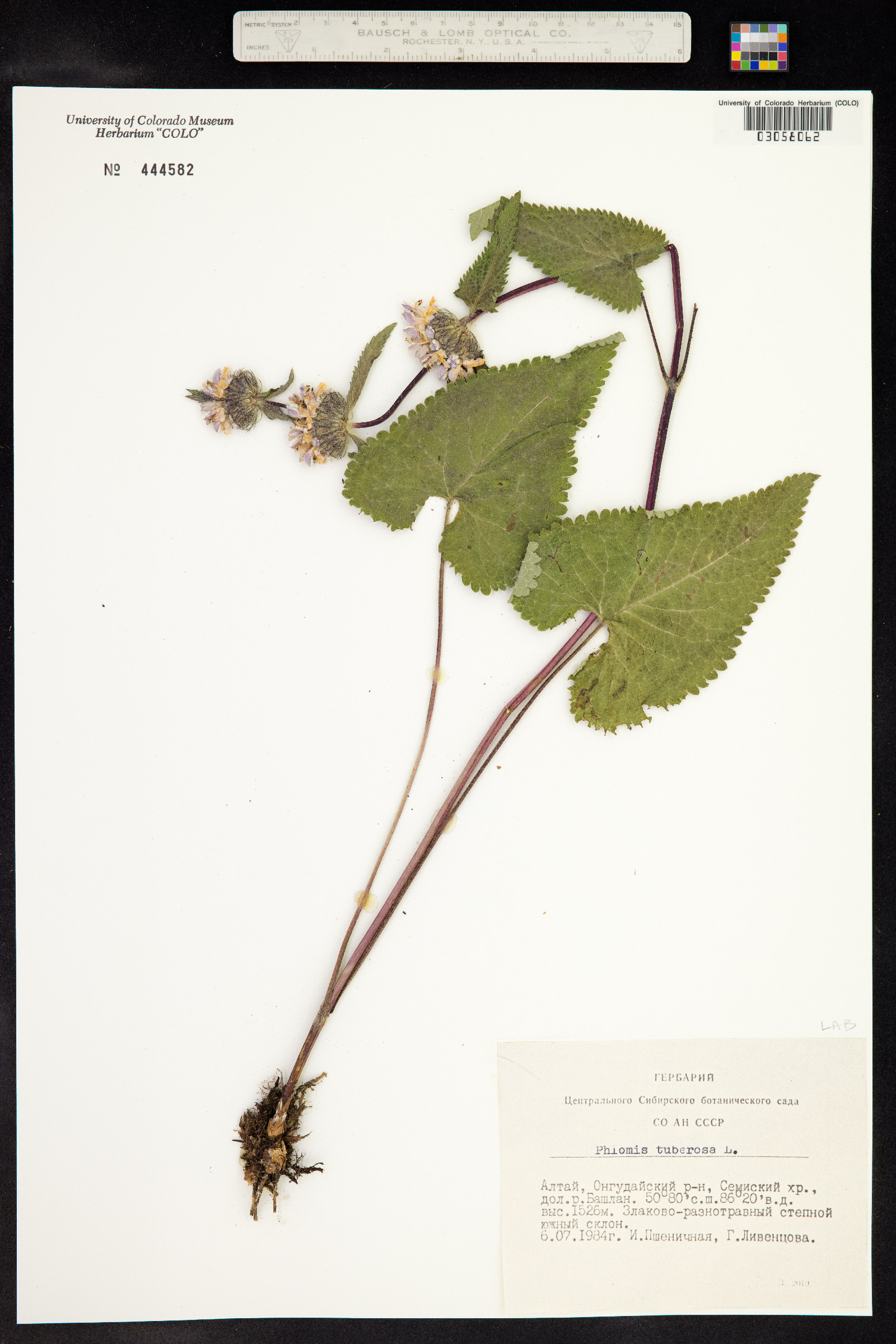 Phlomis tuberosa image