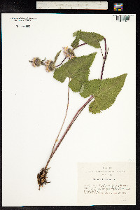 Phlomis tuberosa image