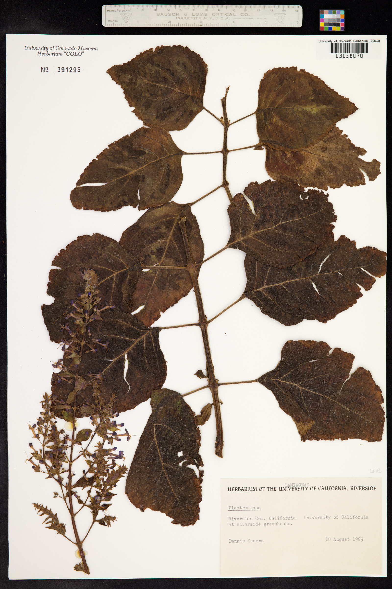 Plectranthus image