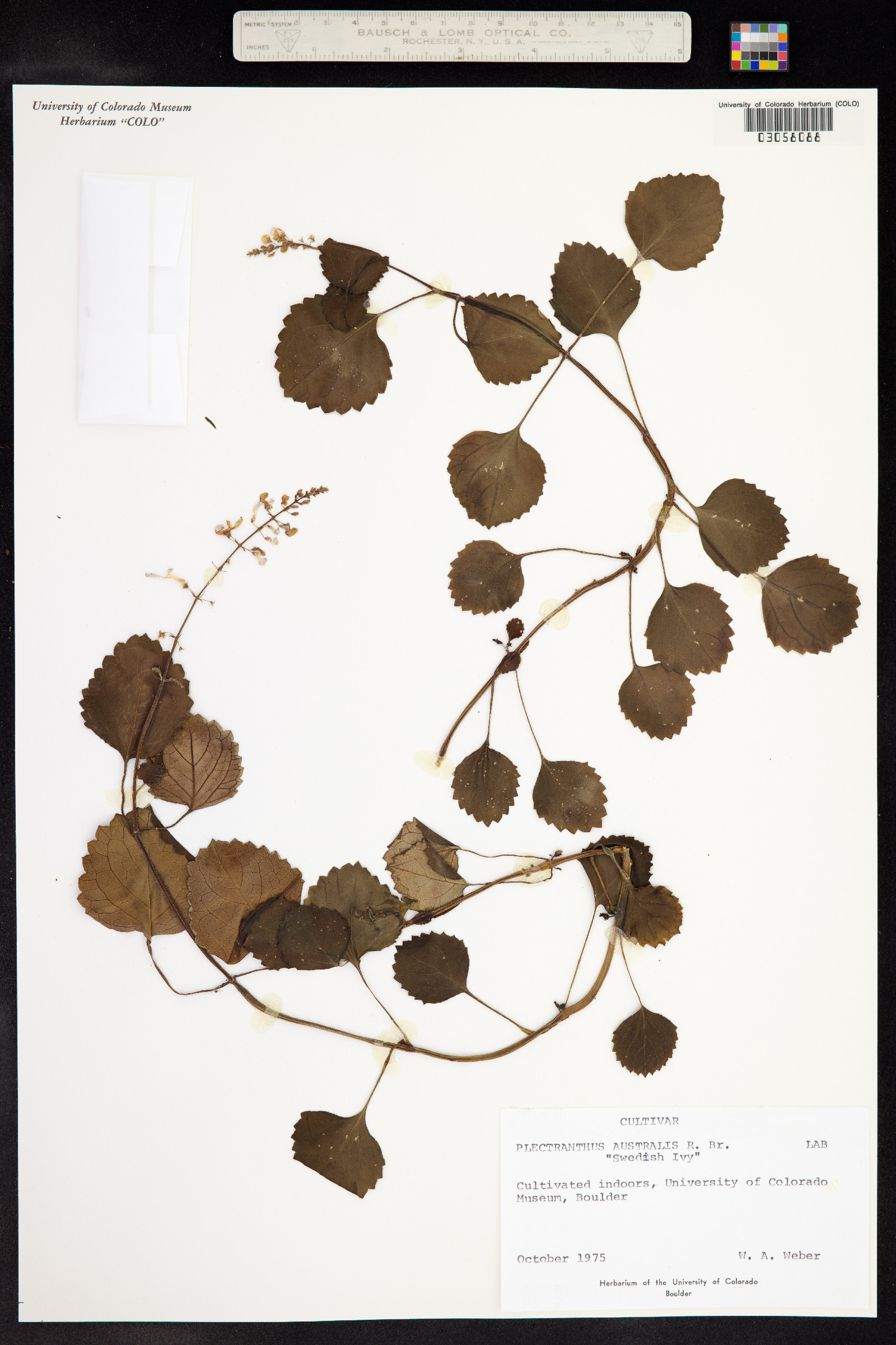 Plectranthus image